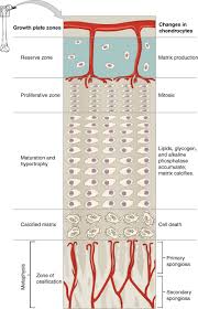 Growth Plate Diagram Ciencias Derivados
