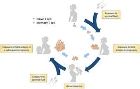 The tao of sexuality torrents for free, downloads via magnet also available in listed torrents detail page, torrentdownloads.me have largest bittorrent database. Frontiers Memory T Cells In Pregnancy Immunology