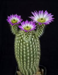 How to root a broken piece of cactus. Growing Echinocereus Cacti Learn How To Grow Echinocereus Plant Varieties