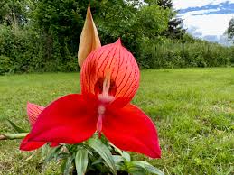 Image result for Disa hircicornis