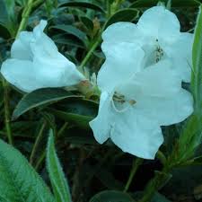 Buy Rhododendron Fragrantissimum Agm Online Millais Nurseries