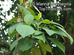 Image result for Bellucia