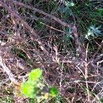 Image result for Anthospermum