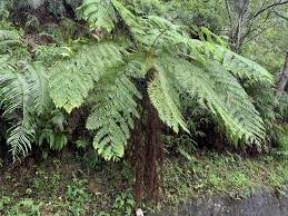 Image result for Cyathea thomsonii