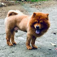 Lion Dog Dog Dogs Puppy Pup Cute Eyes Instagood Dogs Of Instagram Pet Pets Animal Animals Petstagram In 2020 Instagram Dogs Lion Dog Dog Sitting