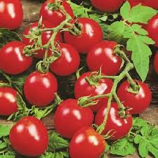 Husky Cherry Red Tomato 20 Seeds Cherry Red Tomatoes Cherry Tomato Plant House Plant Delivery
