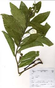 Image result for Dichapetalum