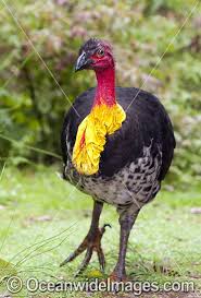 Birds That Look Like Turkeys Australian Brush Turkey Alectura Lathami Male Also Known As Bush Turkey Note Yellow Breeding Wattle Arou Turkey Breeds Birds Of Australia Australian Birds