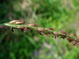 Image result for Arundinella