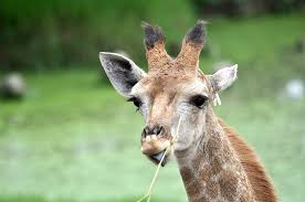 Giraffe Head Cute Nature Eating Grass Wildlife Herbivore Animal Mammal Pxfuel