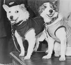 Pin On Soviet Space Dogs Muttniks