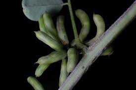 Image result for Indigofera drepanocarpa