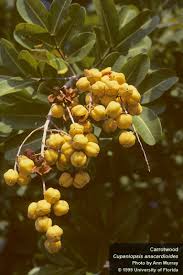 Image result for Cassinopsis tinifolia