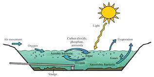 Residential Onsite Wastewater Treatment: Lagoon Maintenance