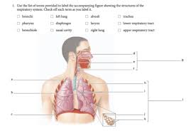 The entrance to the larynx is covered by a small flap of tissue (epiglottis) that automatically closes during swallowing, thus preventing food or drink from entering. Solved 1 Use The List Of Terms Provided To Label The Acc Chegg Com