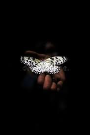 Purple butterfly images for dp. 1 560 Glowing Butterfly Photos Free Royalty Free Stock Photos From Dreamstime