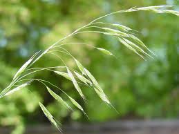 Image result for Bromus