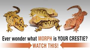 The Complete Guide To Crested Gecko Morphs Part 1