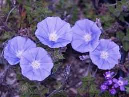Image result for Convolvulus