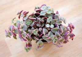 Propagation from stem cuttings is easy. 10 Beautiful Succulent Varieties For Your Home Or Garden Better Housekeeper