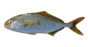 Fish Identification Species Id Australia Get Fishing