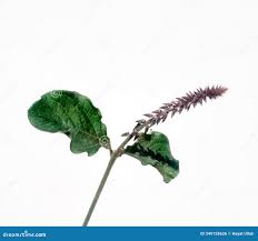Image result for Achyranthes aspera