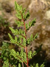 Image result for Cheilanthes