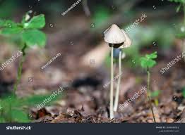 Image result for Conocybe lactea