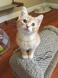 Check poison symptoms, diagnosis & treatments. How To Get Rid Of Cat Allergies Naturally