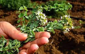 Oregano suszone z Sycylii - InCampagna