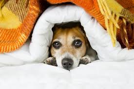 We did not find results for: 8 Best Winter Dog Beds Giving Your Canine A Cozy Place To Sleep