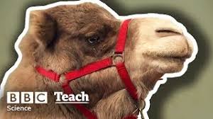 Species adapt to their environments to survive and reproduce. Animal Adaptation Theschoolrun