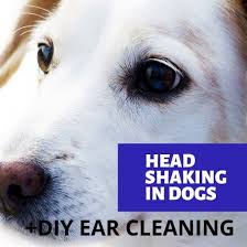 Causes And Solutions For Dog Head Shaking Dog Shaking Dogs Dog Growling