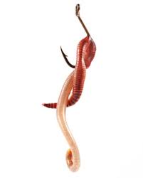 Start with a standard knot attached to the hook, but there should at least be six inches at the tag end. Best Way To Hook A Worm Uncle Jim S Worm Farm