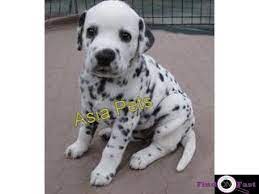 Look at pictures of labrador retriever puppies who need a home. Dalmatian Pups Price In Goa Dalmatian Pups For Sale In Goa