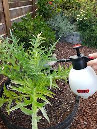 It acts as a natural pesticide and is extracted from buy a neem oil concentration and mix it with water as instructed. How To Properly Emulsify Neem Oil Make A Safe Garden Pest Spray Homestead And Chill
