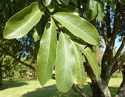 Image result for Diospyros mespiliformis