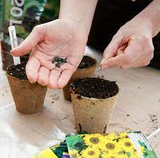 Sie können nicht immer zur auszahlung eine menge geld und kaufen. 10 Tipps Fur Schonere Sonnenblumen Mein Schoner Garten