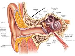 Ear Infections In Adults Anesthesia Key