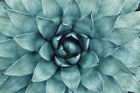 Beautification, landscape designing and showy purposes beauty benefits: Find Out All About The Benefits Of Aloe Vera On Our Health Des Conseils De Specialistes Pour Prendre Soin De Soi Naturellement