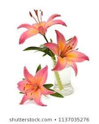 Lily Flowers In A Vase Isolated On White Background Lily Flower Lily Flowers