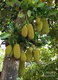 Image result for Artocarpus heterophyllus