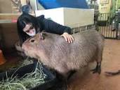 Chillaxing At This Capybara Cafe Just Outside Of Tokyo | Tokyo Fox ...