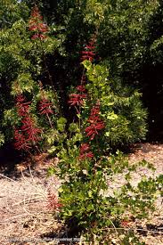 Plant a tx fig (everbearing) tree, muscadine grape vines or tx papershell pecan trees. Texas Native Plants Database
