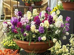 What flowers bloom in spring? The Best Flowers To Plant In Spring Hgtv