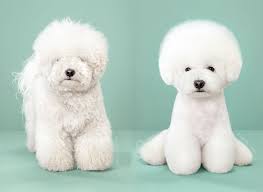 William fortney even if you're too young to rem. Portraits Of Dogs Before And After Japanese Grooming Petapixel