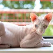 Our centers feature adoptable pets from local animal welfare groups. Sphynx