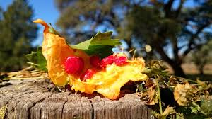 Image result for Momordica cardiospermoides