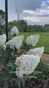 Image result for hydrangea paniculata vanille fraise