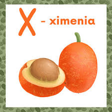 Image result for Ximenia